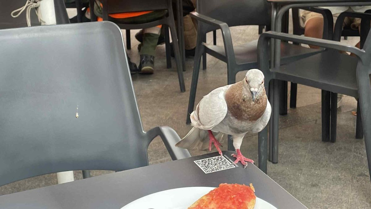 Una paloma trata de comer restos de pan en la terraza de un bar.