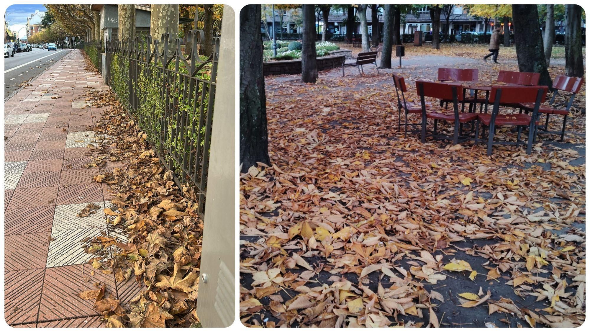 Hojas que salen del Jardín de San Francisco, repleto de ellas.