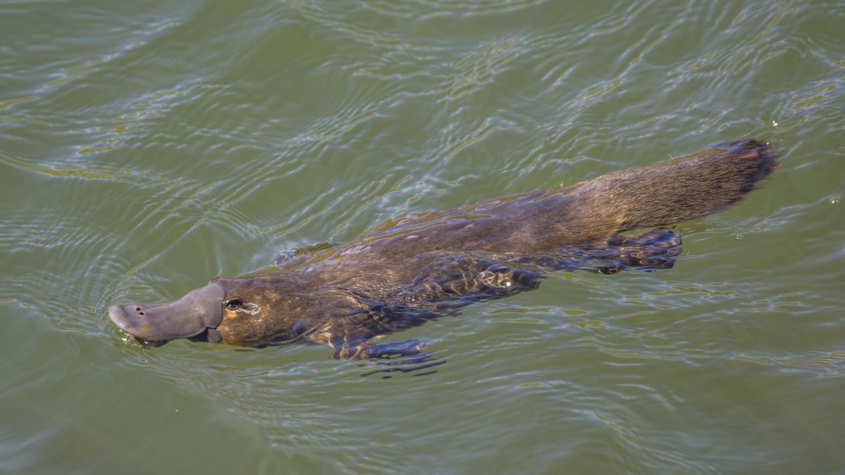 Este mamífero vive en ríos, tiene pelaje y, aunque pone huevos y alimenta a sus crías con leche