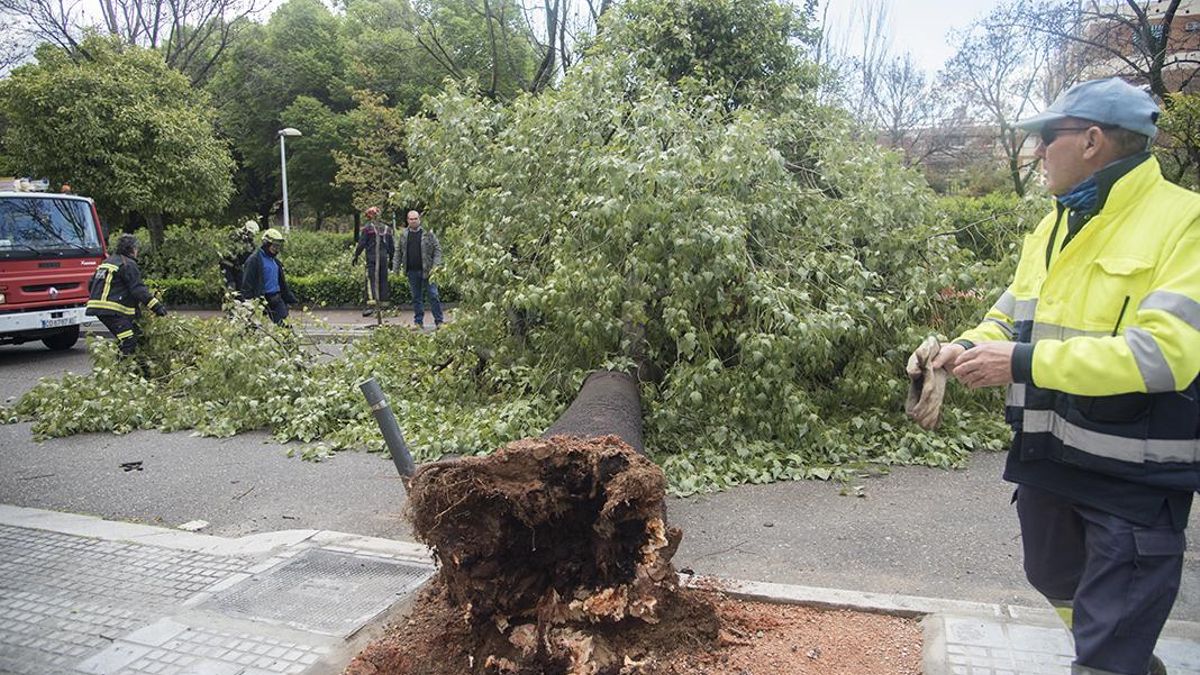 Imagen de archivo de un árbol caído en la vía pública