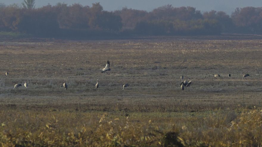 Castilla-La Mancha abonará más de ocho millones de euros a agricultores por las ayudas agroambientales