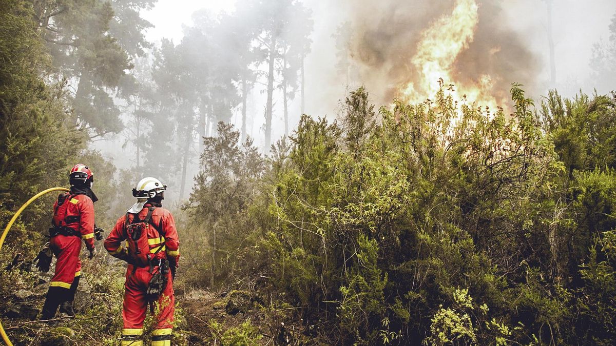 Efectivos de la UME, en labores de extinción del incendio forestal que afectaba a la isla de Tenerife