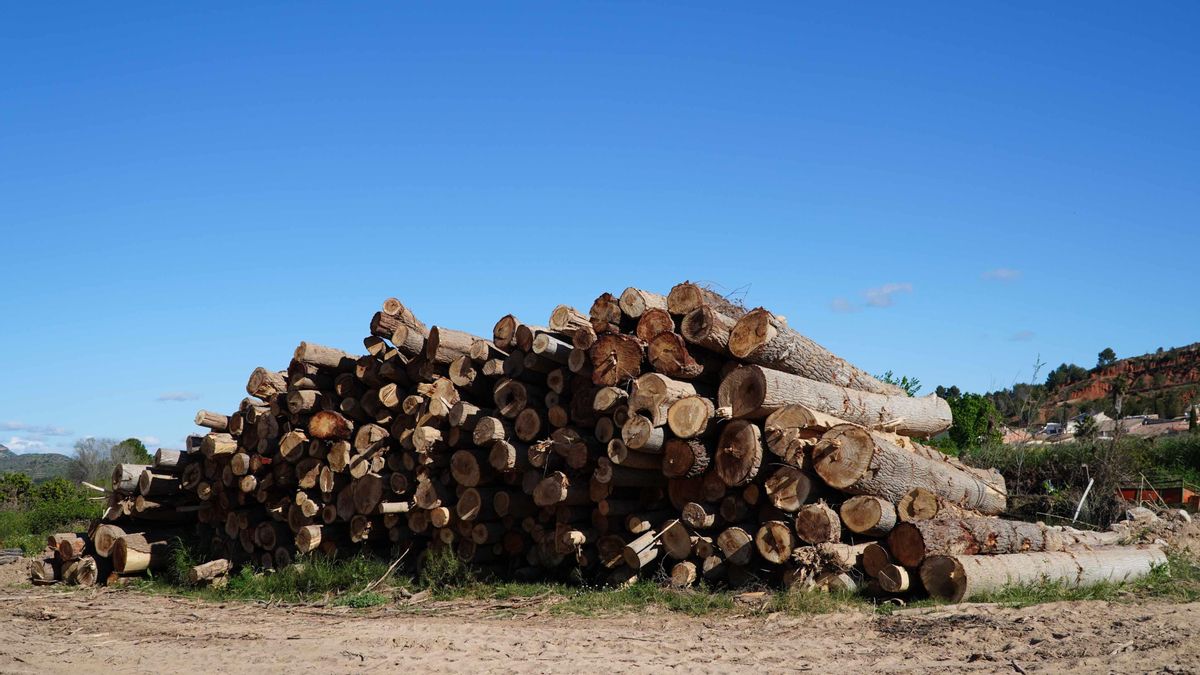 Madera acumulada en Pedralba.