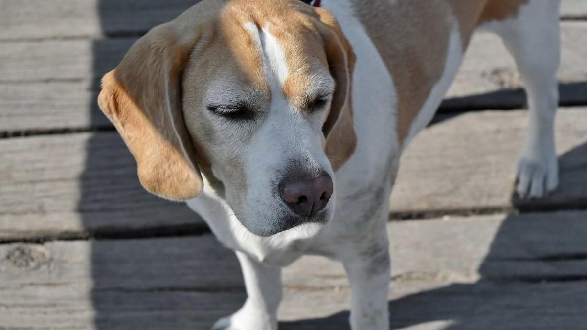 Descubren en la Universidad de León un tumor pulmonar maligno nunca antes descrito en perros y consiguen frenarlo