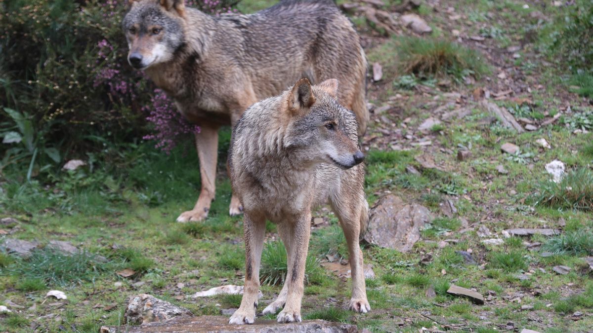 No hay lobos en la luna