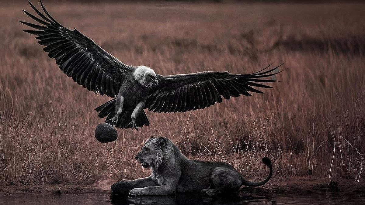 Recreación por Inteligencia Artificial de un ave rapaz tirando una piedra a un león.