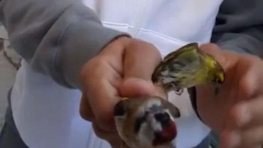 Caza furtiva y tráfico: la España adicta a los pájaros cantores