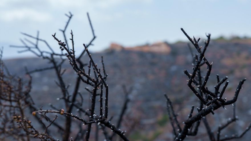 Los bomberos aprovechan la falta de viento y la humedad para frenar al fuego en Almería