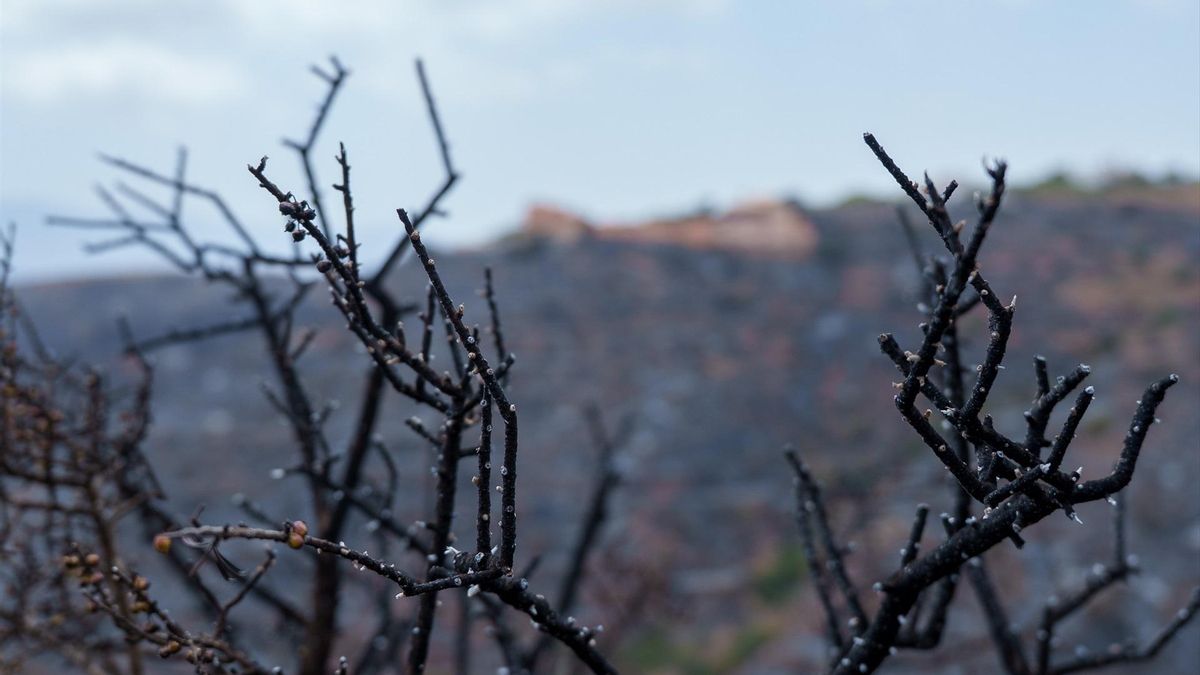 Los bomberos aprovechan la falta de viento y la humedad para frenar al fuego en Almería