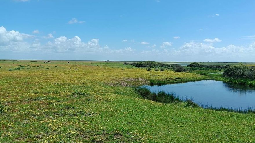 El agua se asoma a las lagunas y mejora la "situación crítica" de la vegetación: el temporal le da un buen respiro a Doñana