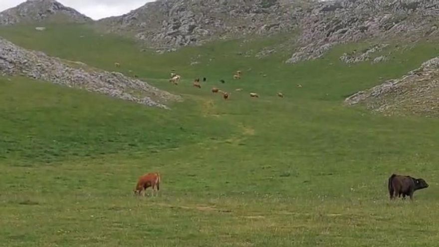 Babia celebra el auto de un Juzgado de Oviedo que impide que el ganado de Mieres suba a pastar a Pinos, en León