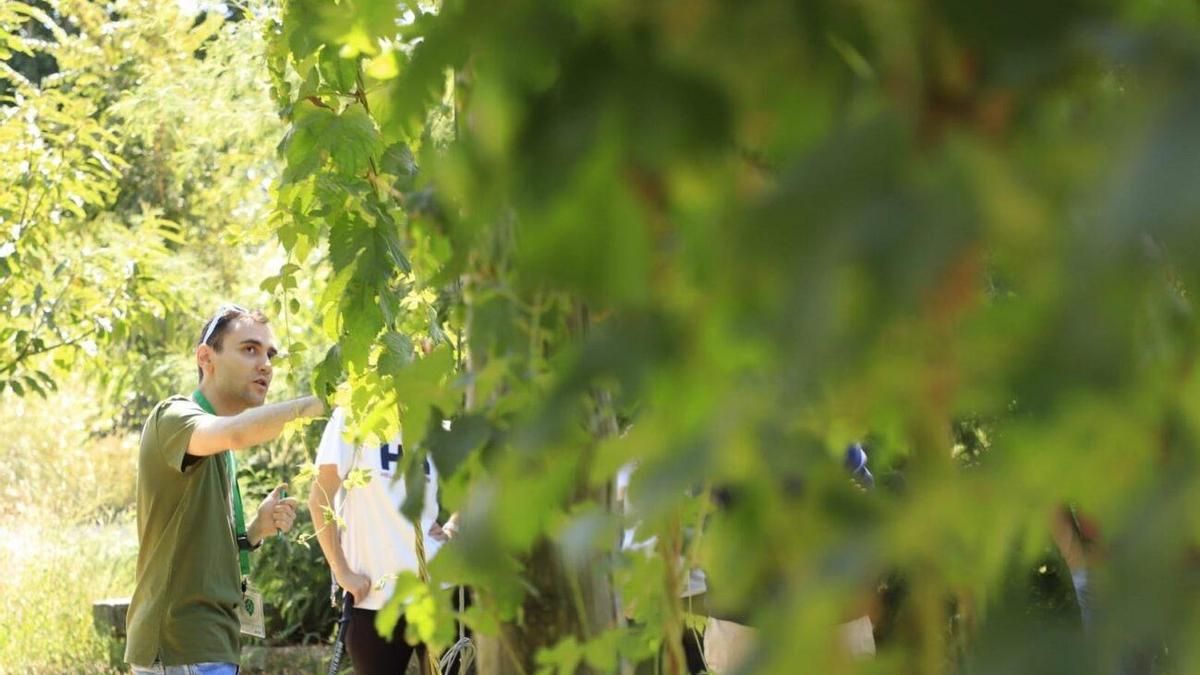 El Ayuntamiento de Carrizo reinicia su ruta guiada con el lúpulo como protagonista