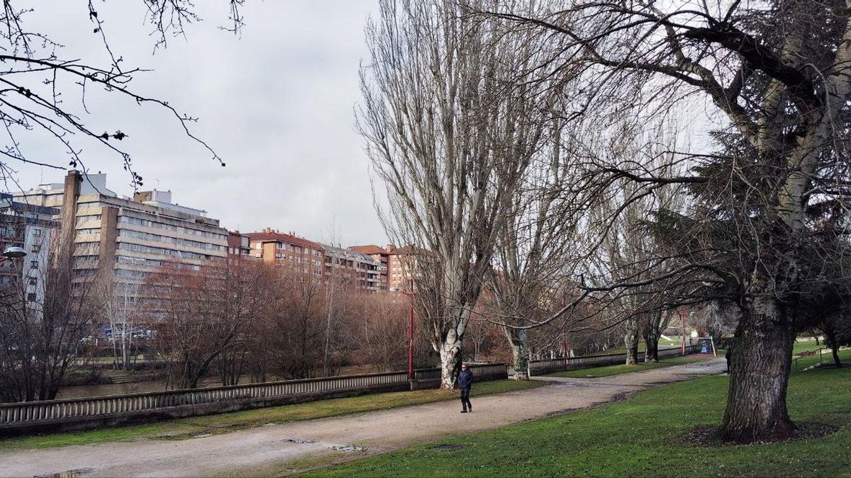 El PP de León denuncia que la nueva pasarela sobre el Bernesga hará desaparecer 26 árboles