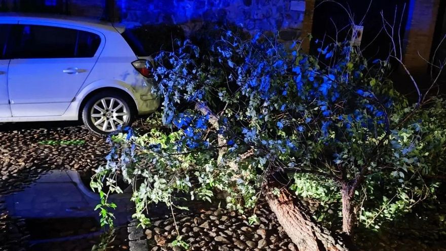 Árbol caído en el Casco Histórico de Toledo tras la tormenta registrada en la noche del 12 al 13 de junio de 2023