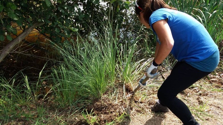 Voluntarios quitando flora invasora