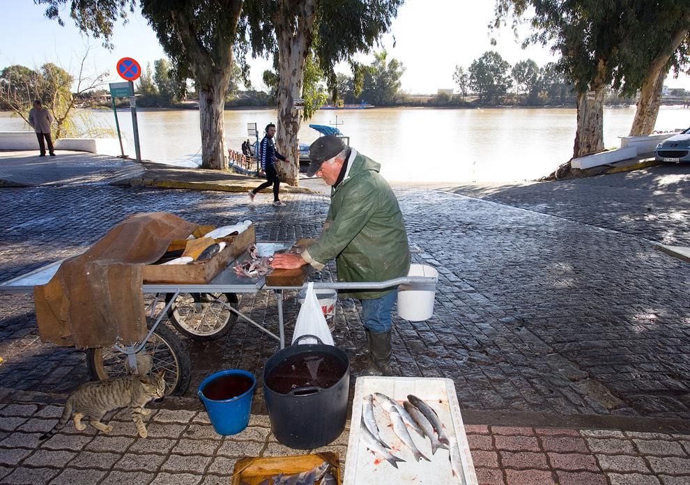 Pesca de albures en el río Guadalquivir.