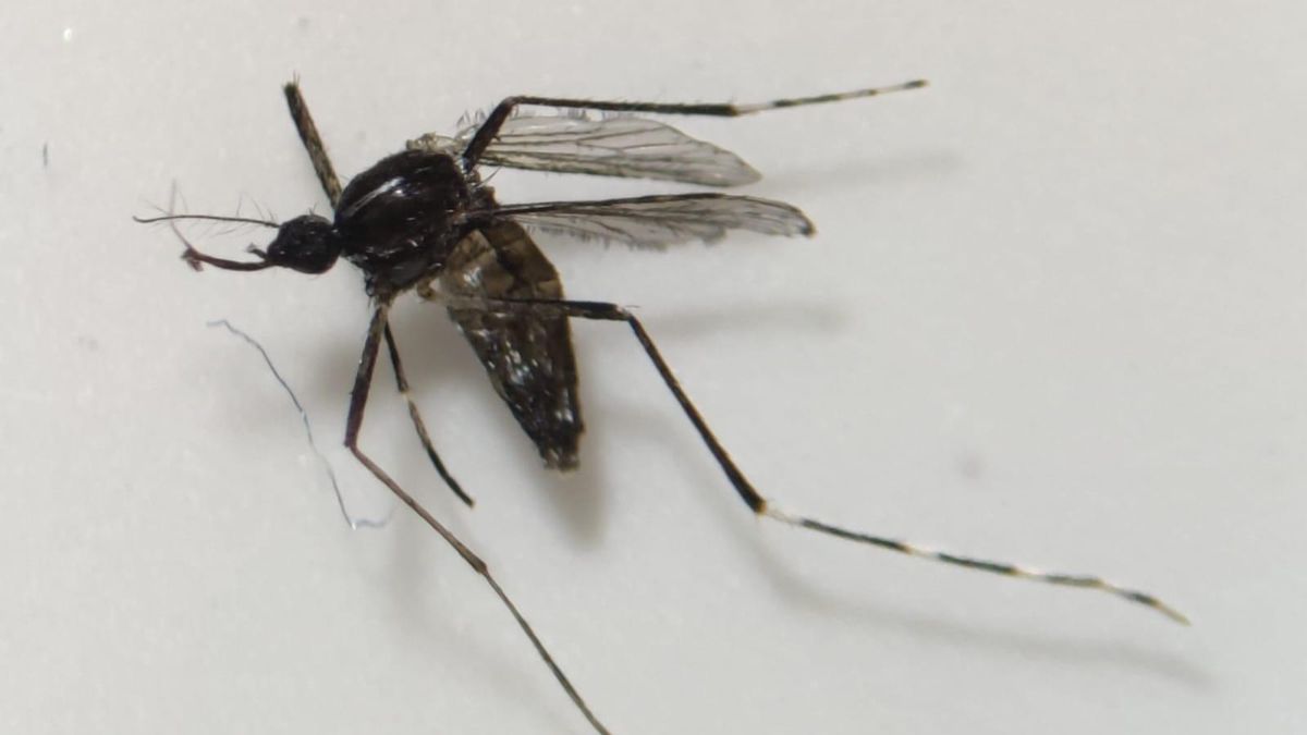 Vigilancia "intensa" en Fuerteventura por la aparición de ejemplares de mosquitos tigre en una vivienda de Tuineje