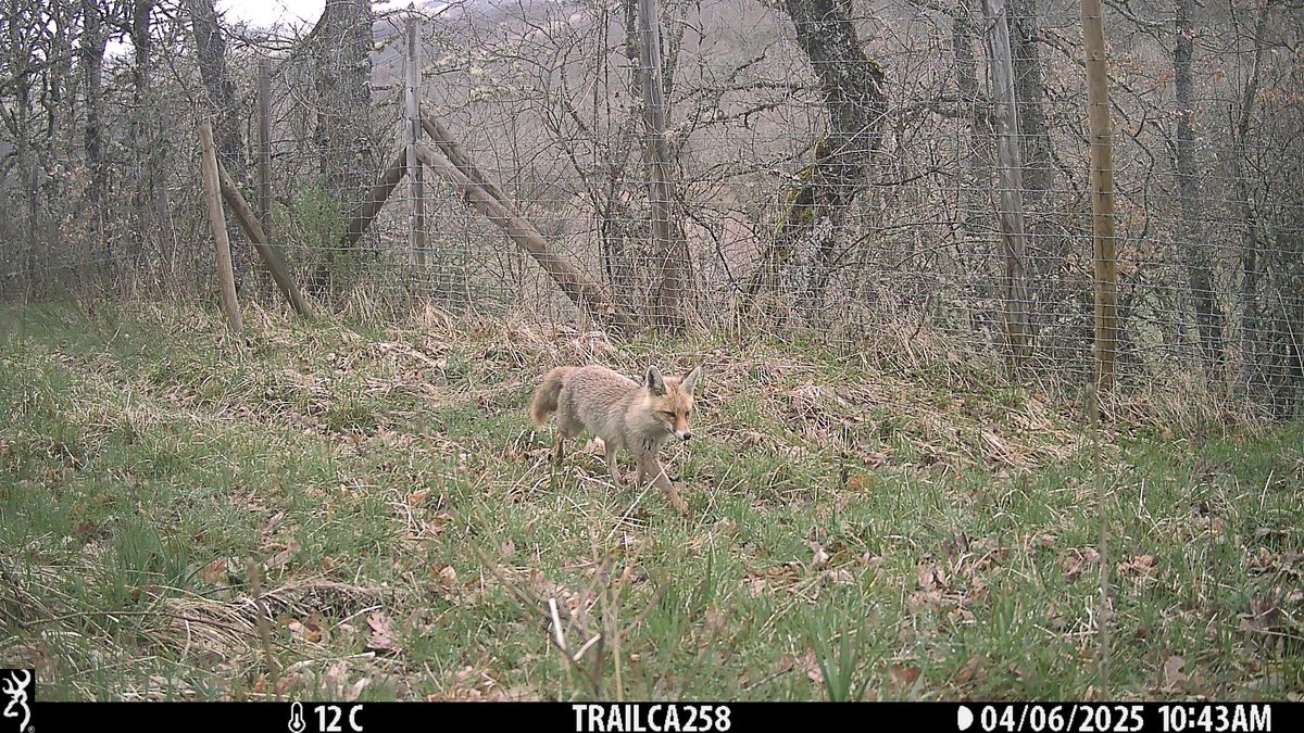 Uno de los muchos ejemplares de zorro detectados en esta zona castellana y leonesa