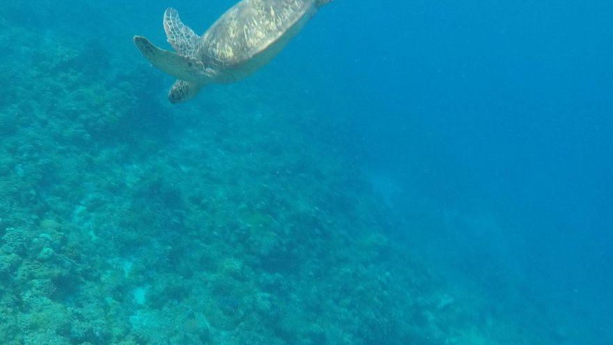 El 60 % del hábitat crítico para biodiversidad marina no tiene objetivos de conservación