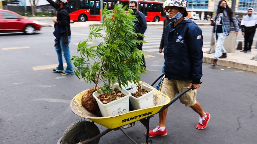 El Senado de México aprueba ley para regular la marihuana recreativa