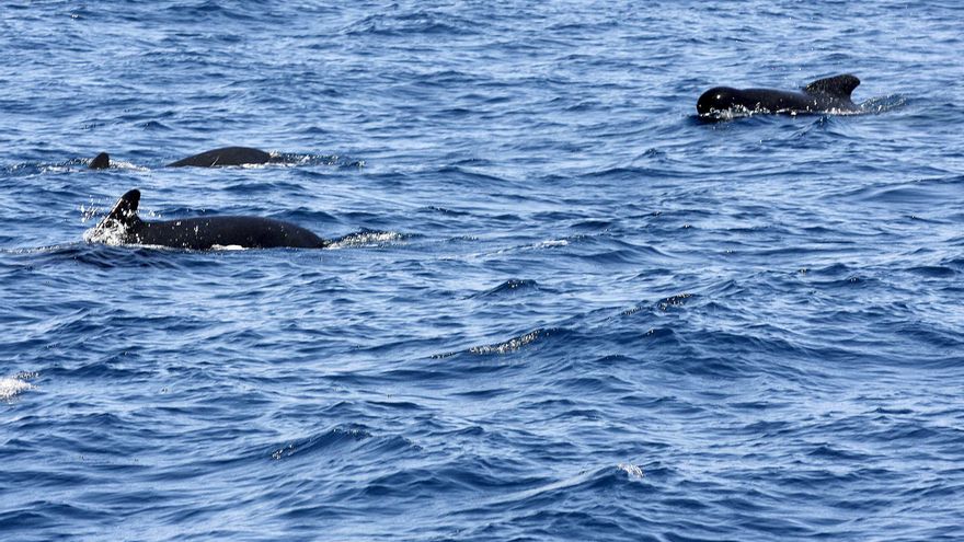 Proyecto murciano que estudia la contaminación del tráfico marino se presentará en Azores