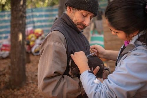 La vacunación y esterilización de perros y gatos domésticos son parte de las estrategias impulsadas para reducir amenazas sobre félidos silvestres. Foto: cortesía ColoColo Conservation Project