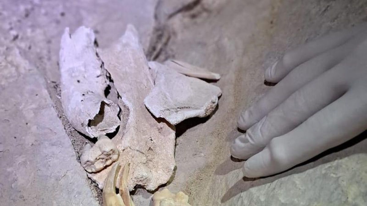 Huesos de oso de las cavernas “in situ” en F009 Chorro Alto (Cotiella, Huesca).