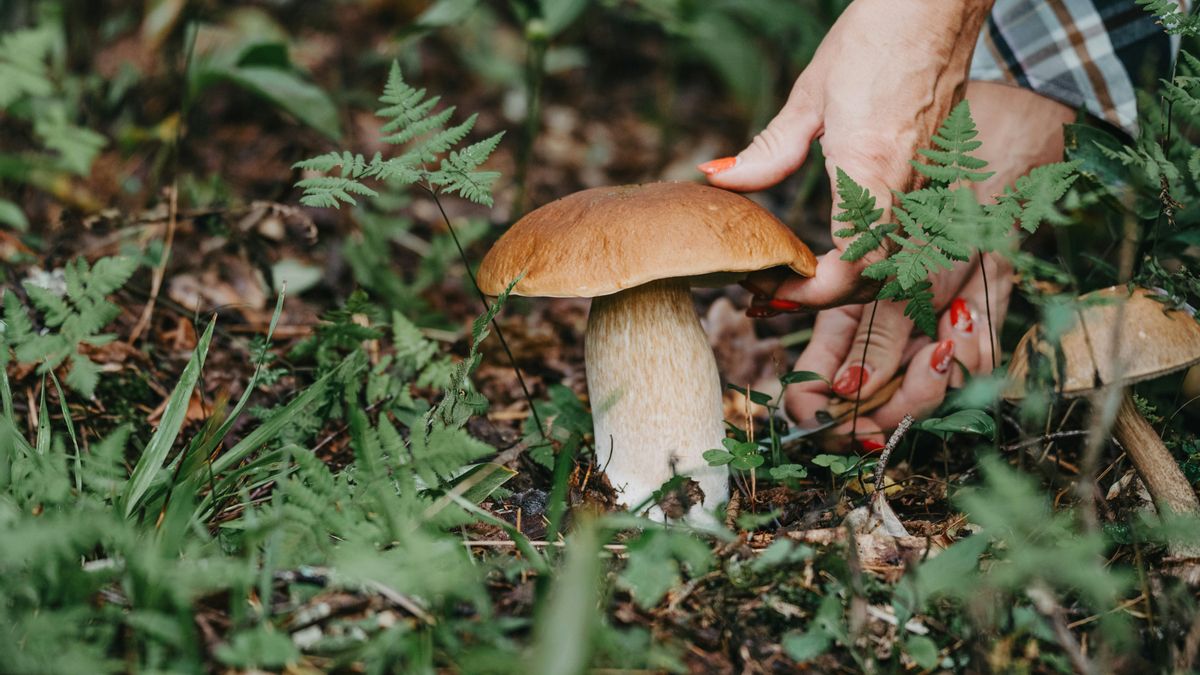 El bosque zamorano que alberga más de 800 especies de setas y es perfecto para los amantes de la micología