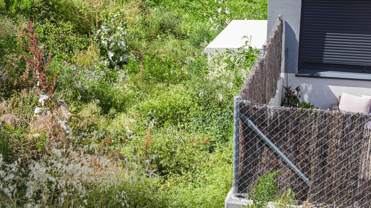 Maleza que crece descontrolada dentro del Plan Vive de Valdebebas pese a los 200 euros de gasto en comunidad