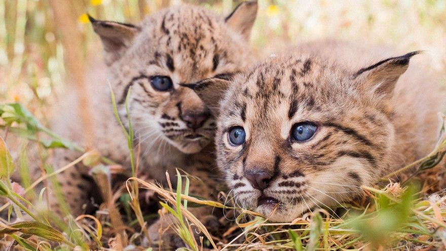 El 46% de los ejemplares de lince ibérico de España están en Castilla-La Mancha