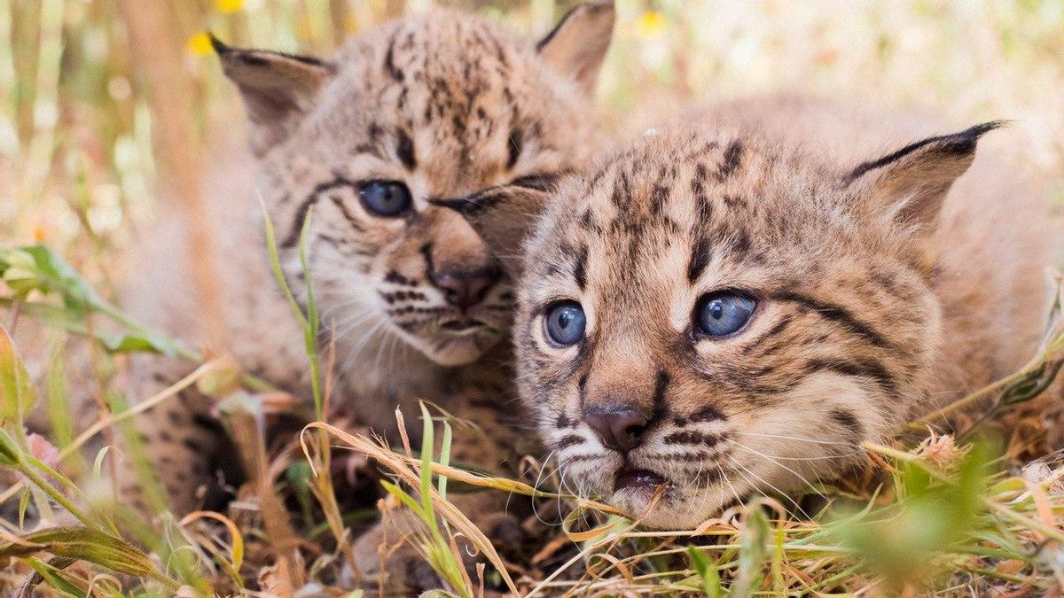 Alumbramiento contra la extinción: nacen las cinco primeras crías de lince ibérico en décadas en el norte de España