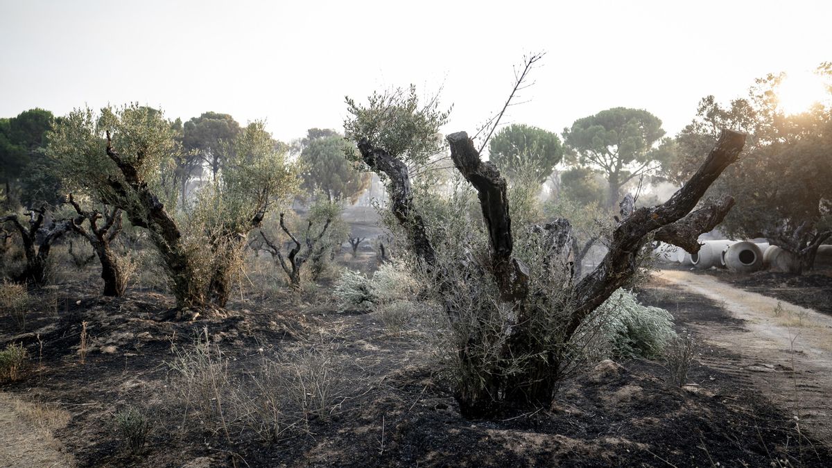 Última hora de los incendios de Madrid, Ávila y Toledo: el mayor fuego de la historia de España afronta un día clave para su contención