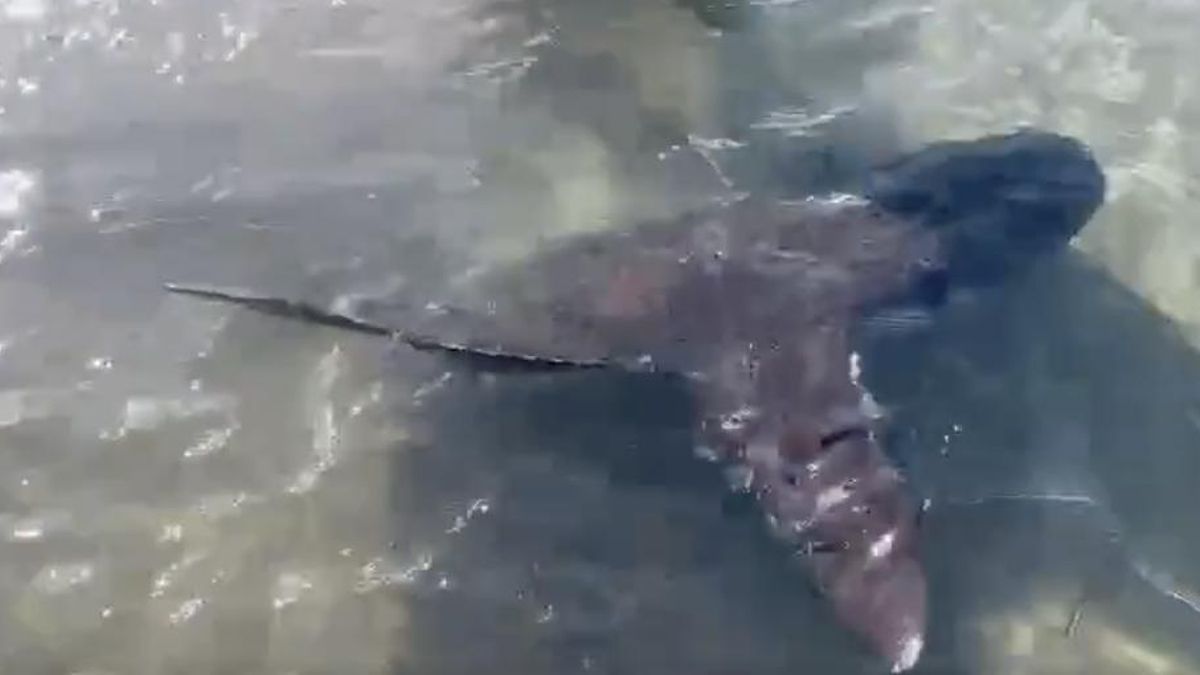 Localizado un pez luna "desorientado" a escasos metros de la orilla en la costa de Telde