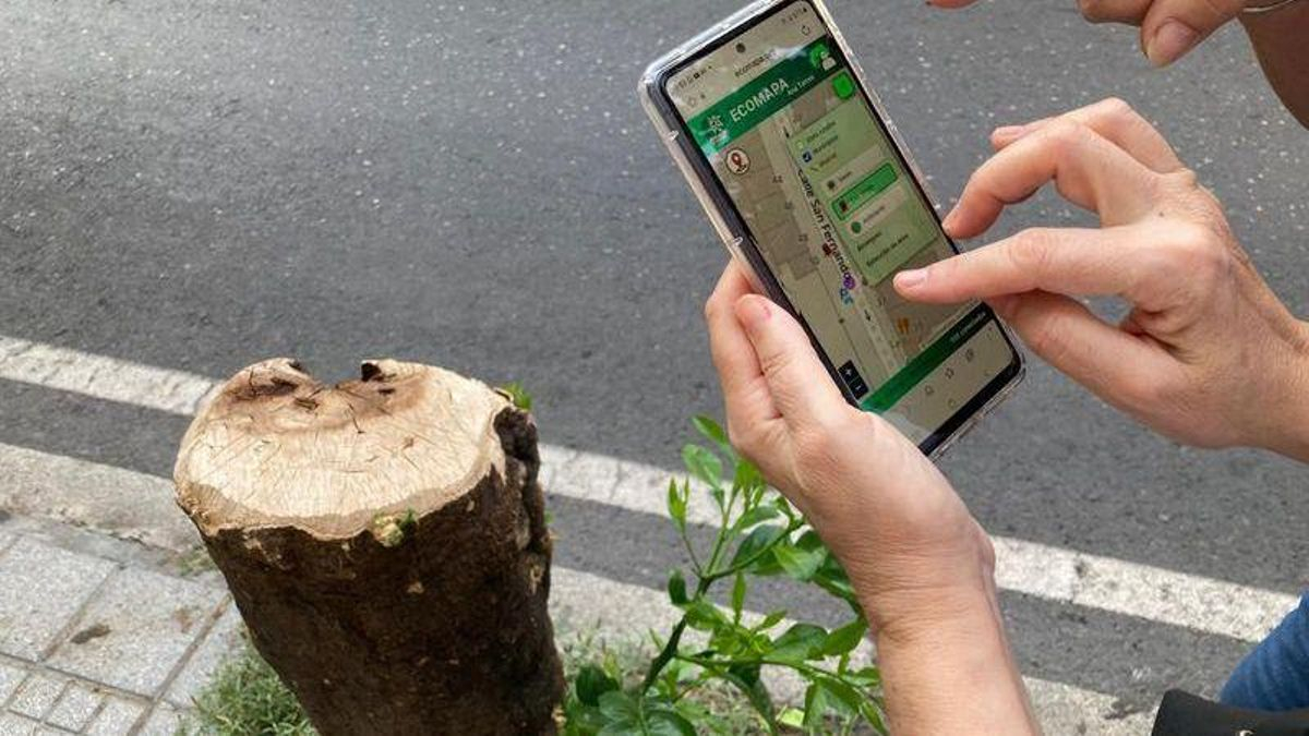 Ecomapeo en Córdoba identificando alcorques vacíos, con tocones o 'asfixiantes' para los árboles.