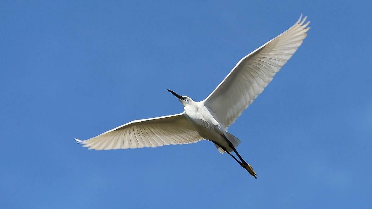 Garceta Común. Manolo Bellido
