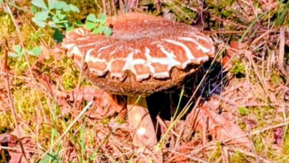 Las setas vuelven al Bierzo con las primeras lluvias del otoño, pero la comarca sigue esperando su Parque Micológico