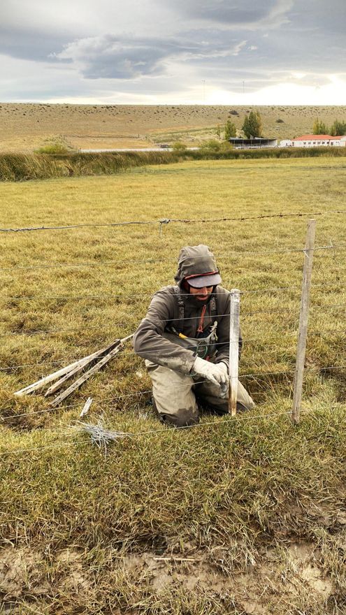De septiembre a enero, los ganaderos y biólogos cercan las zonas donde habitan las gallinetas para evitar que vacas y ovejas afecten su etapa reproductiva. Foto: cortesía Leandro Sosa