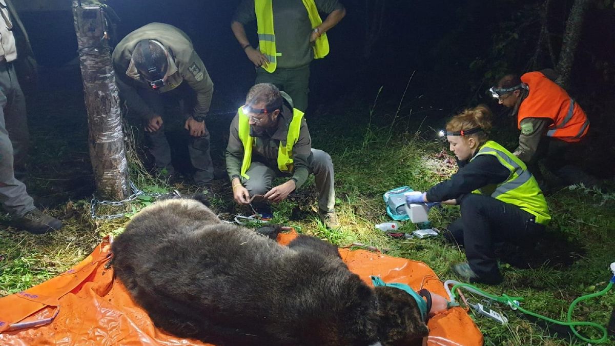 Ecologistas en Acción pide investigar el radiomarcaje de Castilla y León tras la muerte de dos osos en dos meses