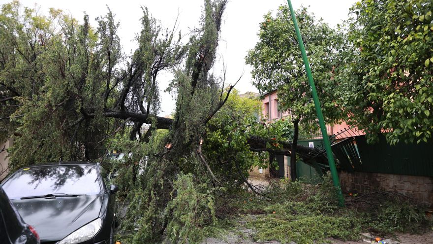 Imagen de un árbol caído en la zona de la avenida de Reina Mercedes de Sevilla a causa del fuerte viento del temporal que barre gran parte de Andalucía.
