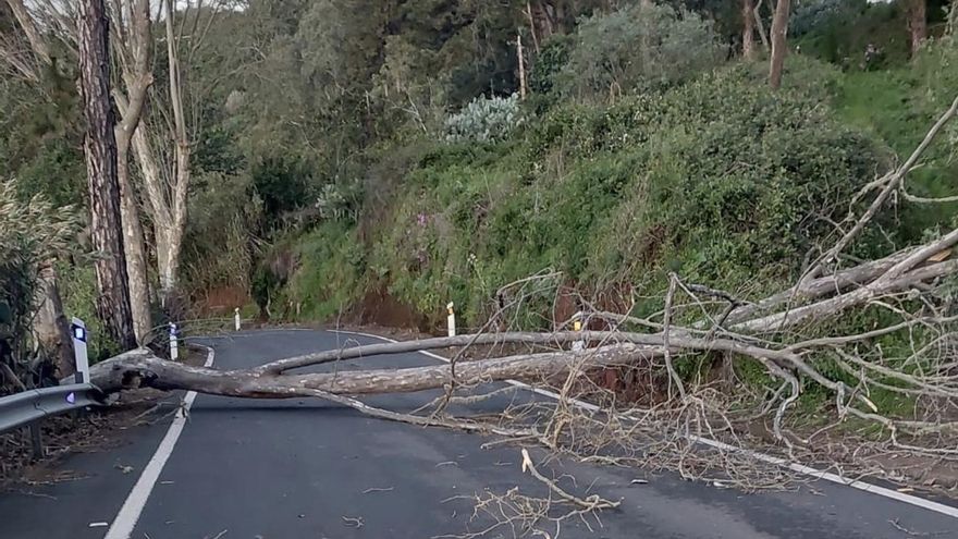 Una rama, caída en una carretera de Gran Canaria.