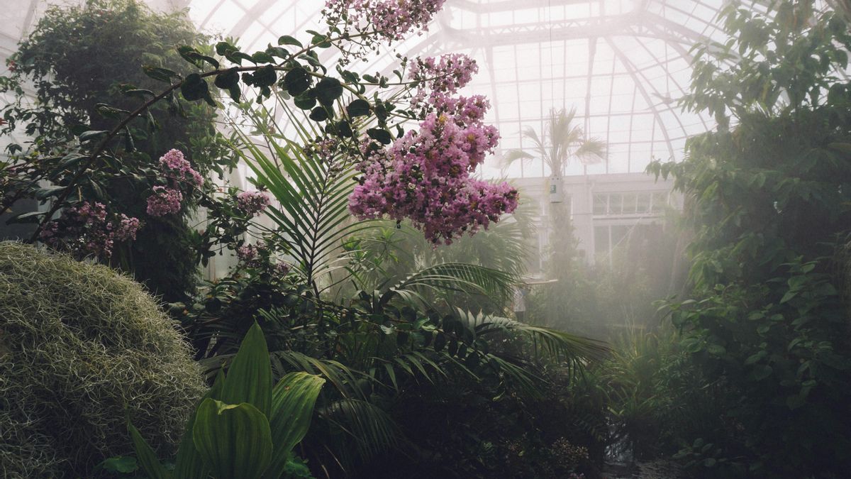 ¿Las plantas se comunican entre ellas?