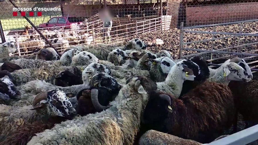 Inspecci´pon de los Mossos en la explotación