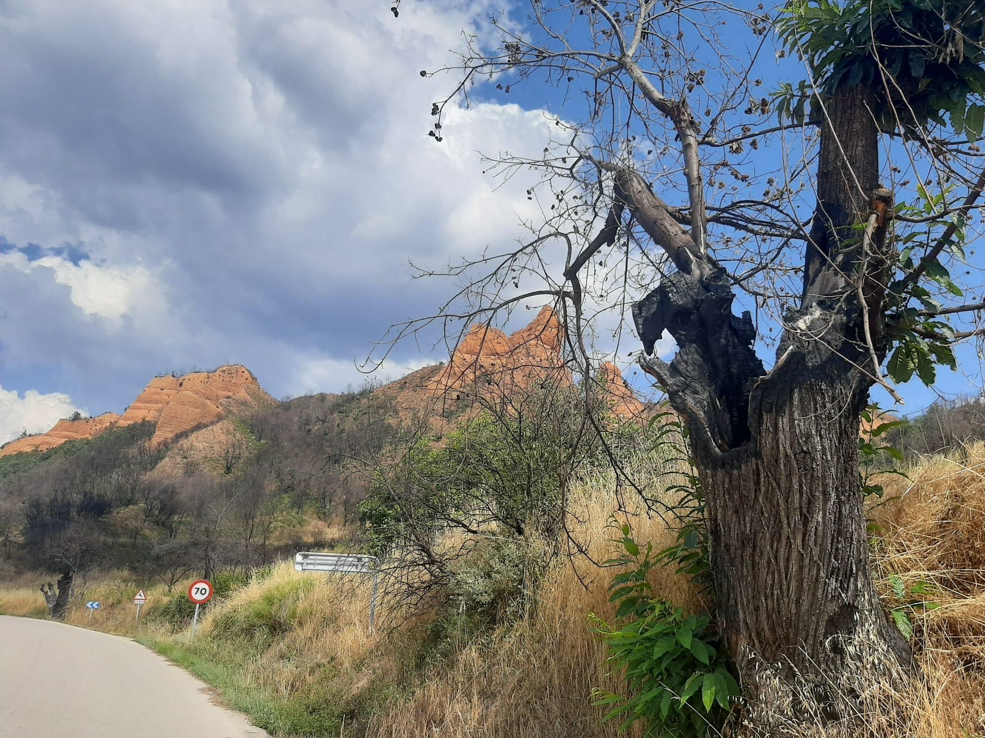 Efectos todavía visibles de arboleda quemada en el incendio de Las Médulas. 