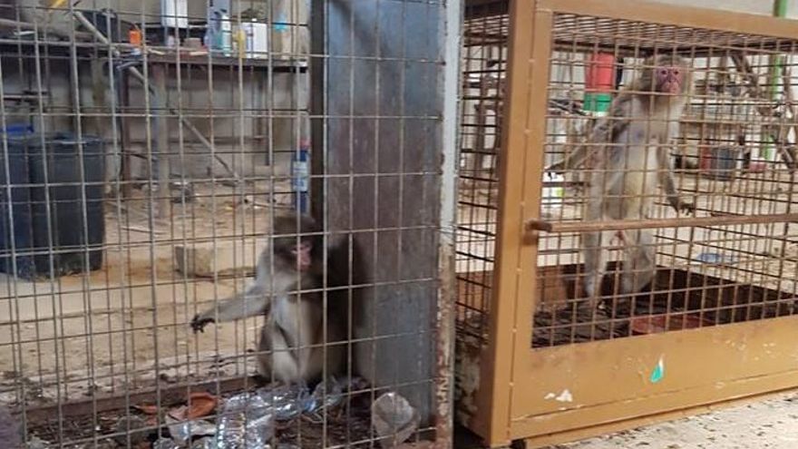 Dos ejemplares de macaco japonés enjaulados en una nave en Guardamar.