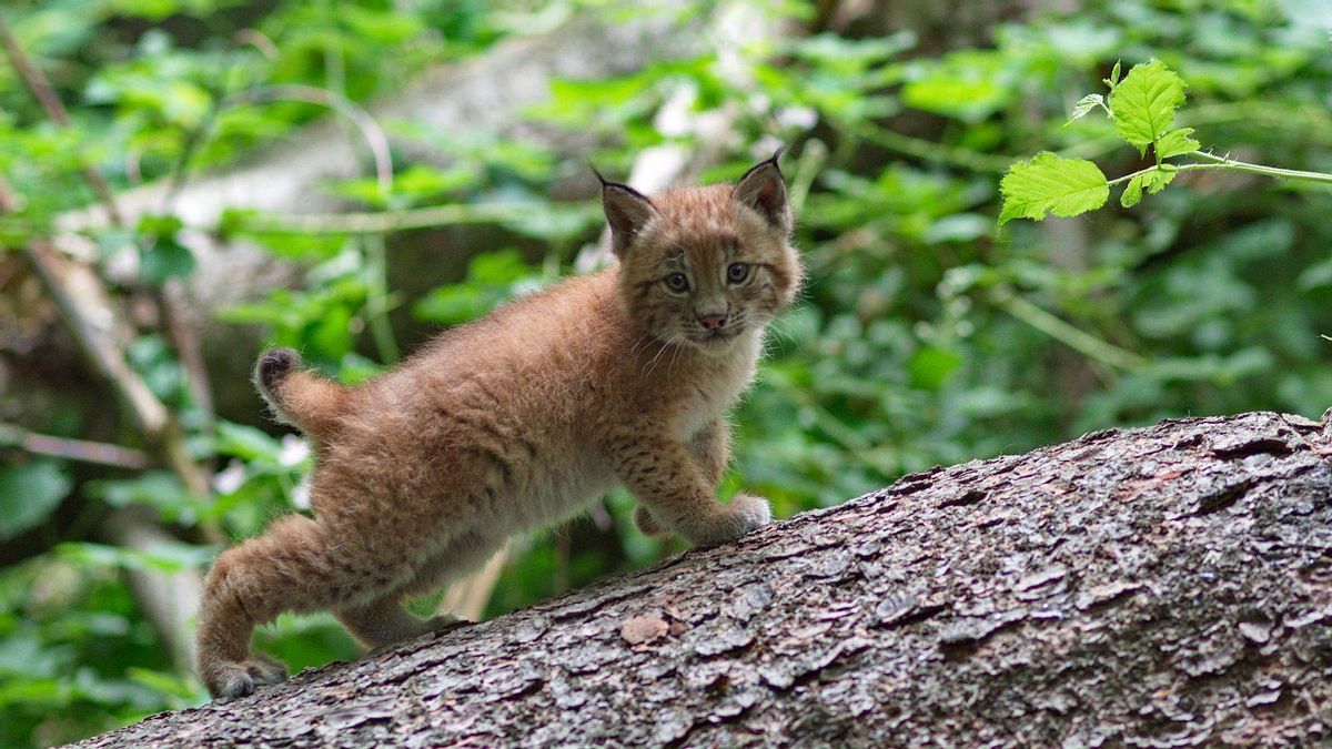 Cachorros de lince en la ciudad de Córdoba después de 50 años