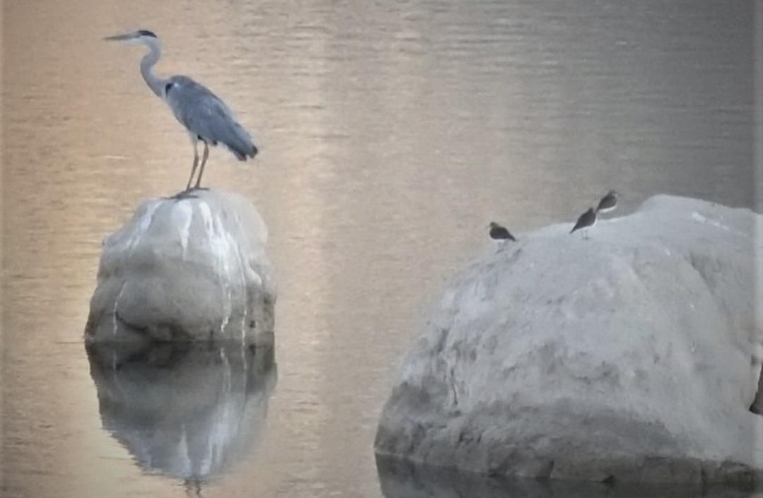 Un garza real junto andarríos en Ambroz.