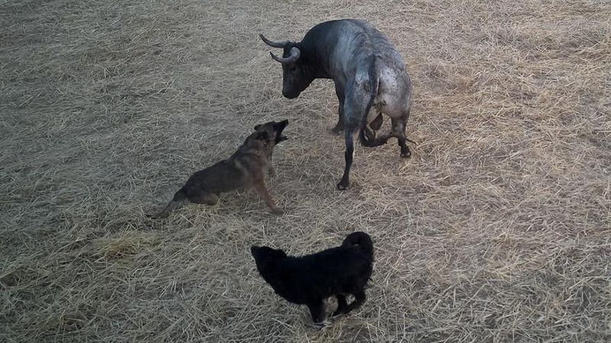 Denuncian vulneración de la ley de bienestar animal en el encierro taurino de Fontanar: "Usaron perros contra el toro"
