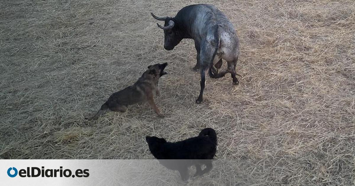 Denuncian vulneración de la ley de bienestar animal en el encierro taurino de Fontanar:  Usaron perros contra el toro 