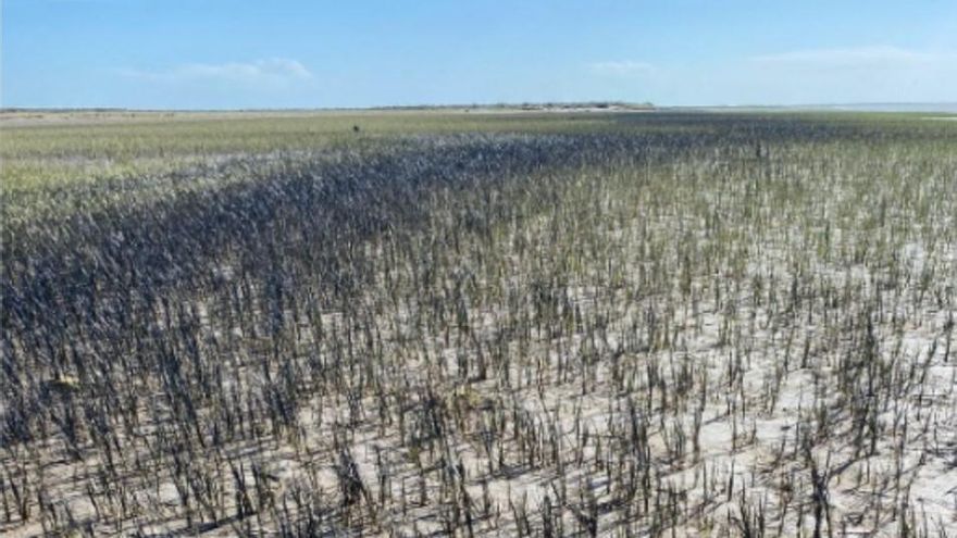 La Justicia investigará el derrame de petróleo que afecta una reserva natural en Bahía Blanca