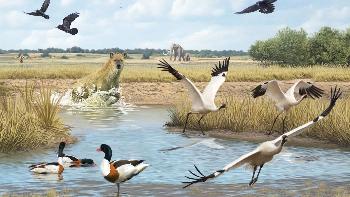 Una investigación halla fósiles de aves que evidencian el pasado húmedo del hoy semidesértico Geoparque de Granada